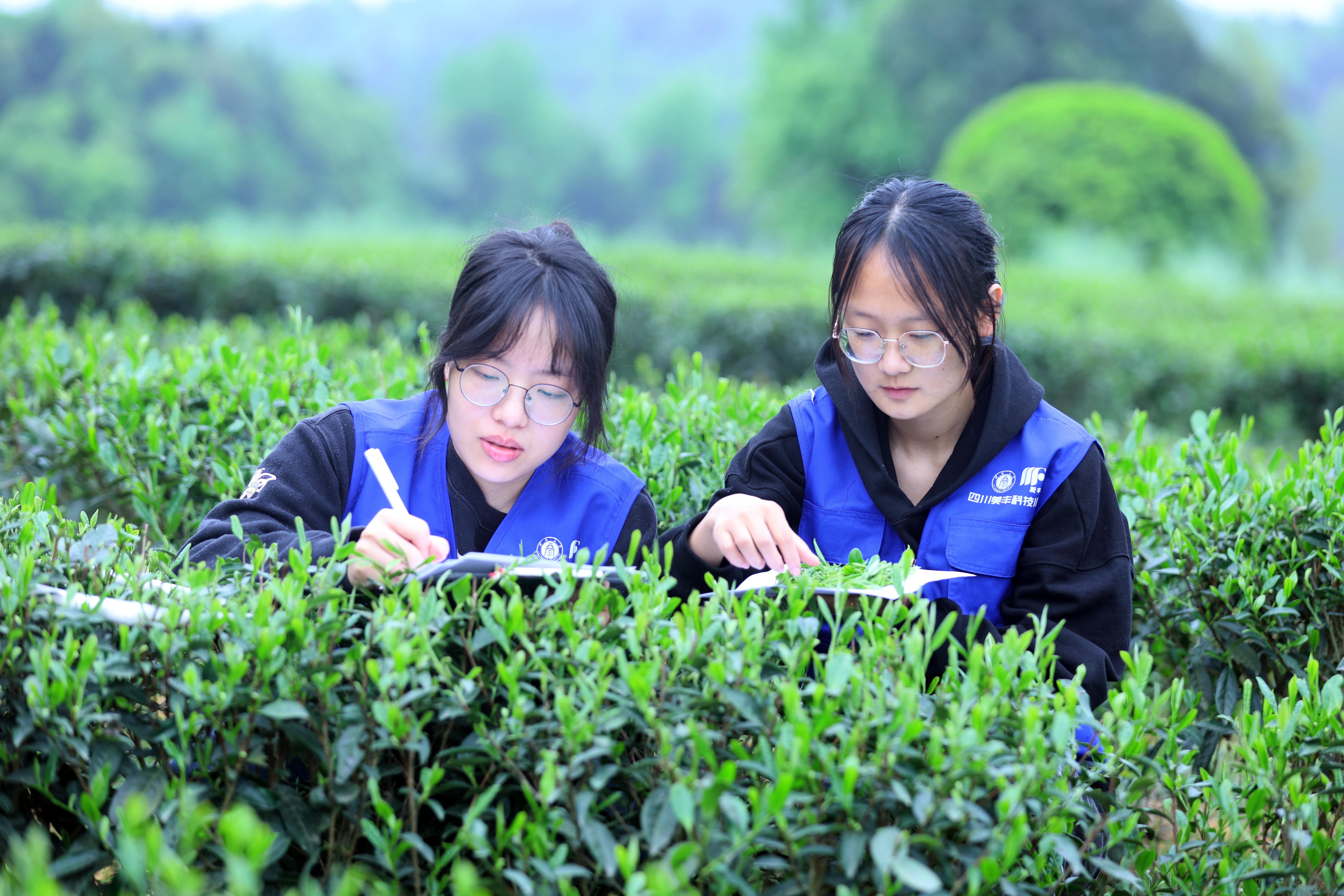 太阳集团共建的两所科技小院获评优秀