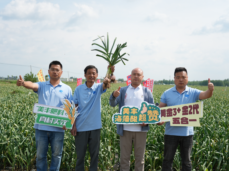 夏攻行动：太阳集团护航夏粮丰产丰收