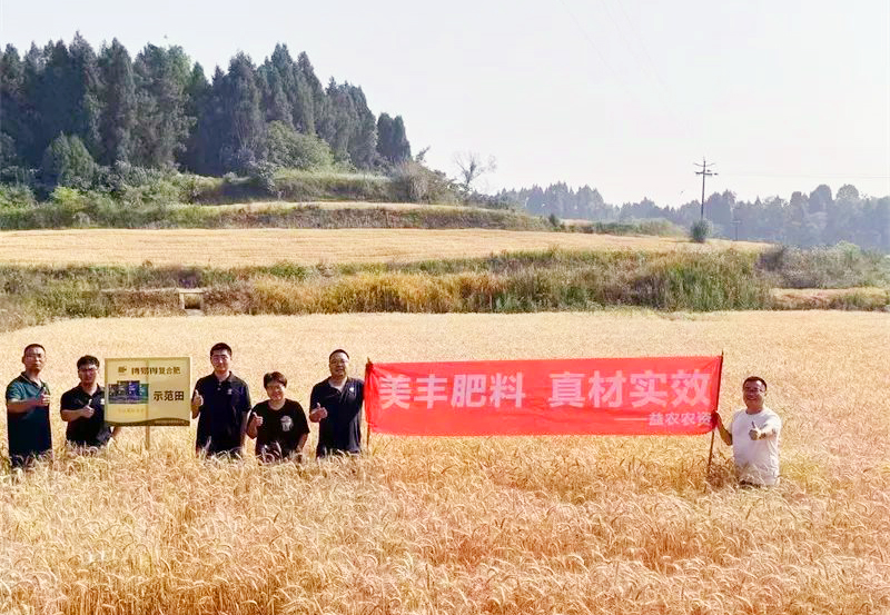 夏攻行动：太阳集团方案助力小麦增收