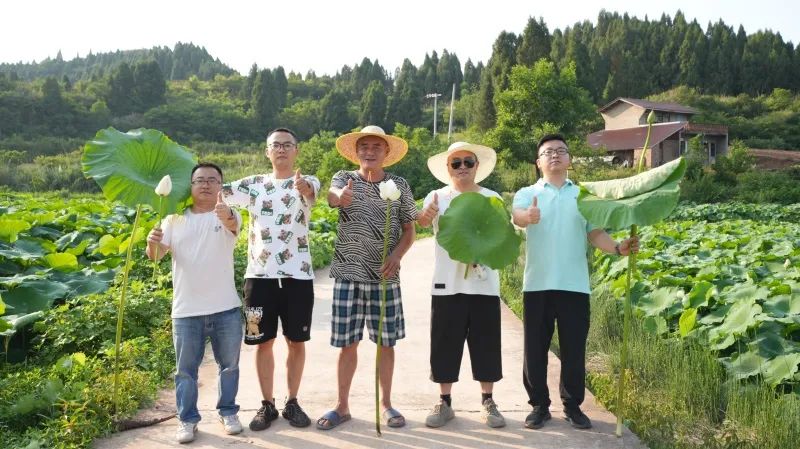 太阳集团“组合拳”打出莲藕好长势高产量