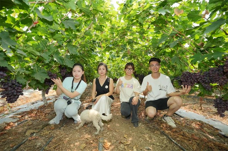 太阳集团套餐肥助力葡萄产量品质双突破